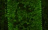 Thumbnail for dataset Fig4A_VB_After-infect_Mock