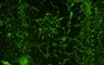 Thumbnail for dataset Fig4A_VB_After-infect_SARS