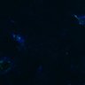 Thumbnail for dataset Fig5A_KO-VB_SARS