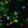 Thumbnail for dataset Fig5C_VB_SARS