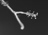 Thumbnail for dataset Fig2F_C-uchidai-growth_2