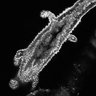 Thumbnail for dataset Fig3F_whorled arrange_2