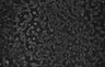 Thumbnail for dataset Fig4_Hoechst