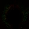 Thumbnail for dataset Fig1C_BMP4
