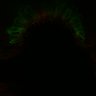 Thumbnail for dataset Fig1C_Noggin