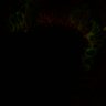 412-Katoh-BMP4Cilia/Fig1E_Smo thumbnail
