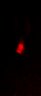Thumbnail for dataset Fig2C_BMP4