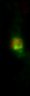 Thumbnail for dataset Fig2E_InversinMut