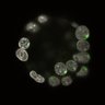 Thumbnail for dataset Fig2b_E3.50_2