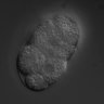 Thumbnail for dataset wt_N2_030210_02