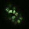 Thumbnail for dataset Fig2b_E3.75_4