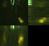 Thumbnail for dataset EV1C_PollenTube_Synergid
