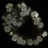 Thumbnail for dataset Fig2b_E4.0_1