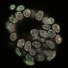 Thumbnail for dataset Fig2b_E4.0_2