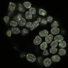 Thumbnail for dataset Fig2b_E4.0_3