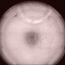 Thumbnail for dataset Fig2G_MDCK_PKA_2
