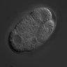 Thumbnail for dataset wt_N2_030210_03