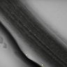 Thumbnail for dataset MovS4_NIR_Roquette_RootTip_nuclei