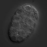Thumbnail for dataset wt_N2_030212_02