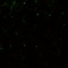Thumbnail for dataset Video2_MicronucleiVivo