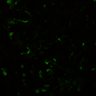 Thumbnail for dataset Video5c_MicronucleiVivo