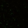 Thumbnail for dataset Video5d_MicronucleiVivo