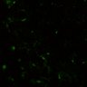 Thumbnail for dataset Video5e_MicronucleiVivo