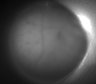 Thumbnail for dataset Fig2_Rbp4_Ai162_MD_F9_210420_AP1