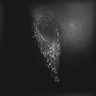 Thumbnail for dataset Fig2_onephoton_mito_fixed_3DSIM