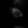 Thumbnail for dataset FigS8_onephoton_mito2_SIM