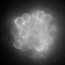 Thumbnail for dataset FigS11_twophoton_act_rsG_WF