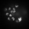 Thumbnail for dataset FigS12_twophoton_nuclei_rsG_SPIM