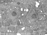Thumbnail for dataset Fig2BC_FE-SEM_WT_1_3_x6000_50