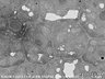 Thumbnail for dataset Fig2BC_FE-SEM_WT_2_5_x6000_40
