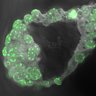 Thumbnail for dataset Fig3a_5mC5hmc_E4.75