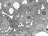 Thumbnail for dataset Fig2BC_FE-SEM_an3_3_4_x6000_40