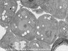 Thumbnail for dataset Fig2BC_FE-SEM_an3_3_10_x6000_50