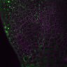Thumbnail for dataset Fig3A_5dasLeafPrimordia_WT_01