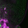 Thumbnail for dataset Fig3A_5dasLeafPrimordia_WT_02