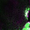 Thumbnail for dataset Fig3A_5dasLeafPrimordia_WT_03