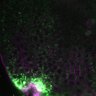 Thumbnail for dataset Fig3A_5dasLeafPrimordia_WT_04