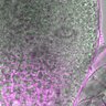 Thumbnail for dataset Fig3A_5dasLeafPrimordia_WT_06