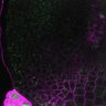Thumbnail for dataset Fig3A_5dasLeafPrimordia_WT_08