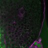 Thumbnail for dataset Fig3A_5dasLeafPrimordia_an3_01