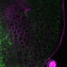 Thumbnail for dataset Fig3A_5dasLeafPrimordia_an3_02