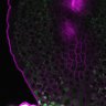 Thumbnail for dataset Fig3A_5dasLeafPrimordia_an3_04
