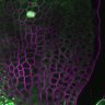 Thumbnail for dataset Fig3A_5dasLeafPrimordia_an3_06