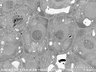 Thumbnail for dataset FE-SEM_WT_2_6_x6000_1