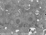Thumbnail for dataset FE-SEM_WT_2_6_x6000_2