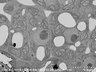Thumbnail for dataset FE-SEM_an3_1_3_x6000
